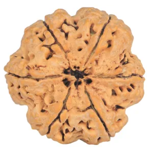 6 Mukhi Rudraksha 32.8mm 8.87gm - Rudraksha back