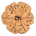 6 Mukhi Rudraksha 32.8mm 8.87gm - Rudraksha back