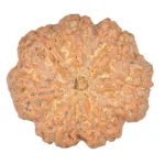 7 Mukhi Rudraksha 26.7mm 5.8gm - Rudraksha back