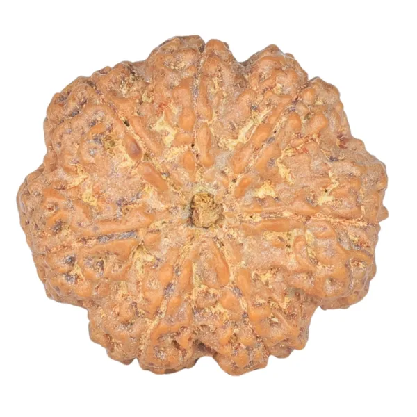 7 Mukhi Rudraksha 26.7mm 5.8gm - Rudraksha back