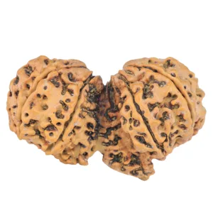8 MK Gaurishankar 39.8mm 6.3gm - Rudraksha back