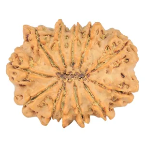12 Mukhi Rudraksha 29.9mm 5.53gm - Rudraksha back