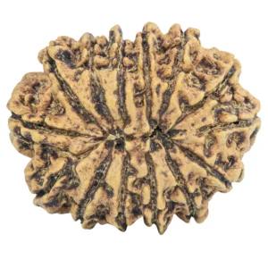 14 Mukhi Rudraksha 33.7mm 7.83gm - Rudraksha back