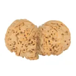 9 MK Gaurishankar 40.3mm 9.7gm - Rudraksha back