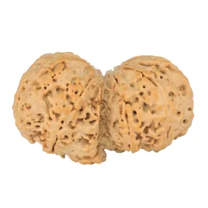 9 MK Gaurishankar 40.3mm 9.7gm - Rudraksha back