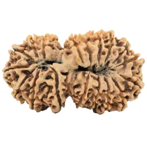 18 Mukhi Gaurishankar 38.4mm 7gm - Rudraksha back