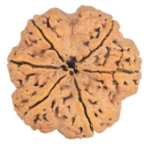 6 Mukhi Rudraksha 32.5mm 7.62gm - Rudraksha back