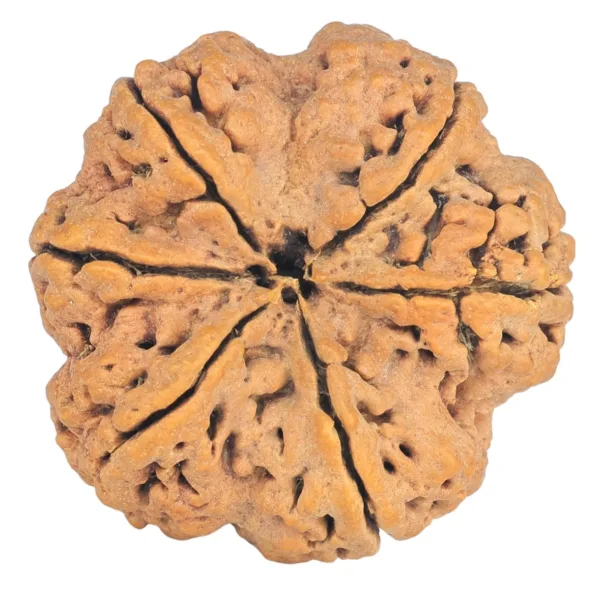 6 Mukhi Rudraksha 32.5mm 7.62gm - Rudraksha back