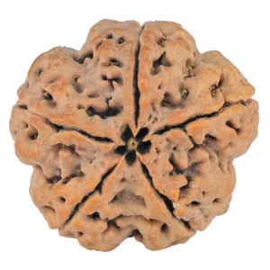5 Mukhi Rudraksha 29.7mm 8.21gm - Rudraksha back