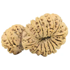 18 Mukhi Gaurishankar 47.1mm 10gm - Rudraksha back