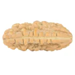 1 Mukhi Rudraksha 33.7mm 4.86gm - Rudraksha back