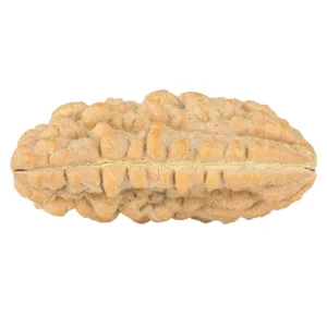1 Mukhi Rudraksha 33.7mm 4.86gm - Rudraksha back