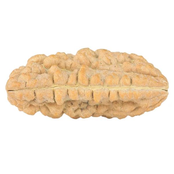 1 Mukhi Rudraksha 33.7mm 4.86gm - Rudraksha back