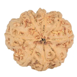 8 Mukhi Rudraksha 26.6mm 6gm - Rudraksha back