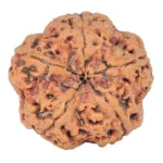 5 Mukhi Rudraksha 30.1mm 8.08gm - Rudraksha back