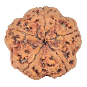5 Mukhi Rudraksha 30.1mm 8.08gm - Rudraksha back