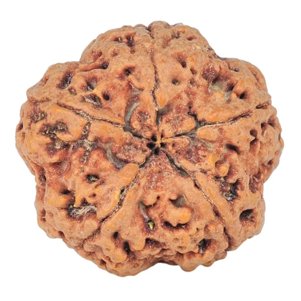 5 Mukhi Rudraksha 30.1mm 8.08gm - Rudraksha back