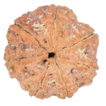 7 Mukhi Rudraksha 26.1mm 5.52gm - Rudraksha back