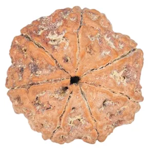 7 Mukhi Rudraksha 26.1mm 5.52gm - Rudraksha back