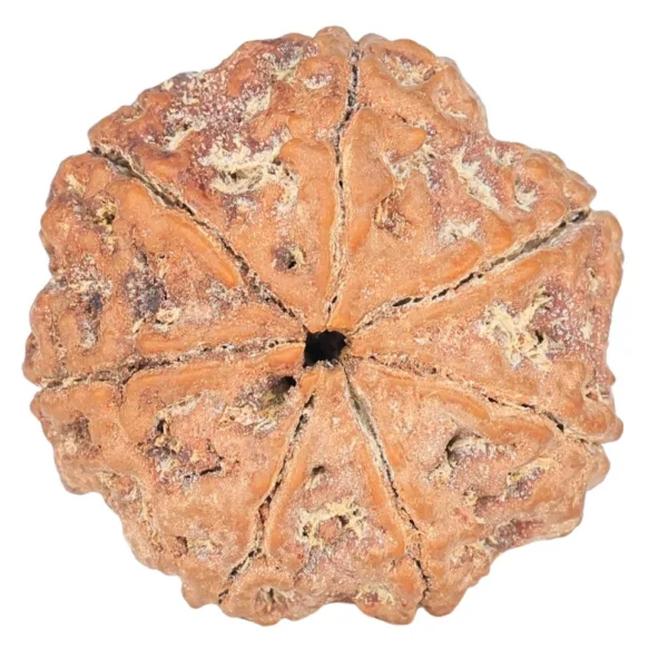 7 Mukhi Rudraksha 26.1mm 5.52gm - Rudraksha back