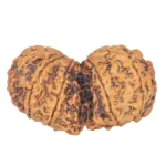 11 MK Gaurishankar 38.7mm 7.22gm - Rudraksha back