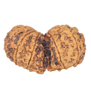 11 MK Gaurishankar 38.7mm 7.22gm - Rudraksha back