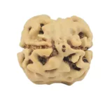 2 Mukhi Rudraksha 22.2mm 1.92gm - Rudraksha back