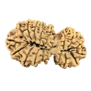 18 Mukhi Gaurishankar 39.4mm 5.56gm - Rudraksha back