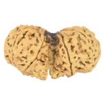10 Mk Gaurishankar 40.2mm 6.87gm - Rudraksha back