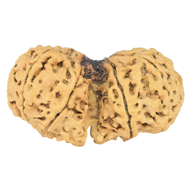 10 Mk Gaurishankar 40.2mm 6.87gm - Rudraksha back