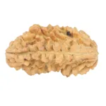 1 Mukhi Rudraksha 34.7mm 6.18gm - Rudraksha back