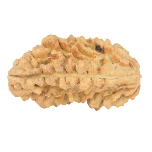 1 Mukhi Rudraksha 34.7mm 6.18gm - Rudraksha back