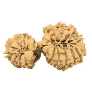 19 MK Gaurishankar 39.1mm 5.49gm - Rudraksha back