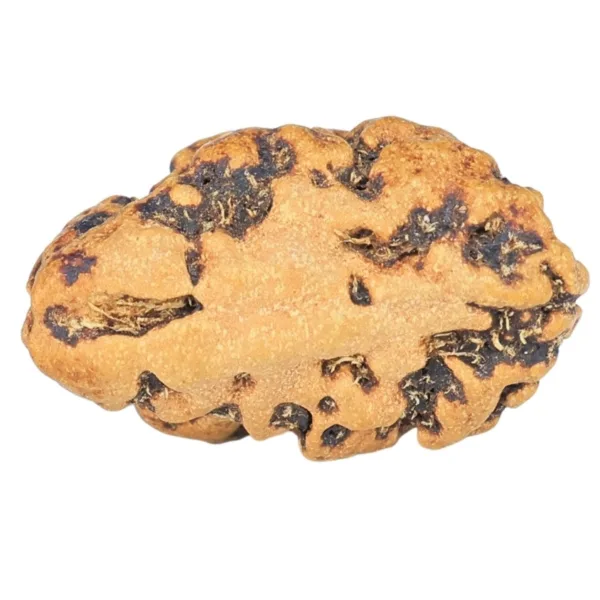1 Mukhi Rudraksha 16.2mm 0.64gm - Rudraksha back