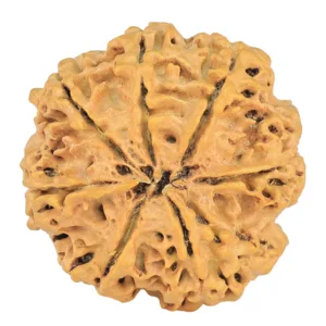 8 Mukhi Rudraksha 29.1mm 5.73gm - Rudraksha back