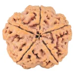 5 Mukhi Rudraksha 29.2mm 8gm - Rudraksha back