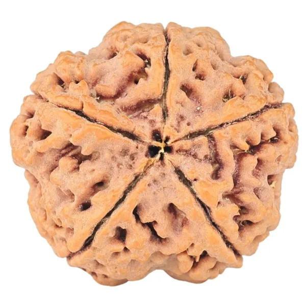 5 Mukhi Rudraksha 29.2mm 8gm - Rudraksha back