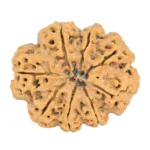 8 Mukhi Rudraksha 32.3mm 7.5gm - Rudraksha back