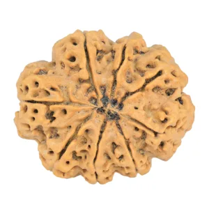 8 Mukhi Rudraksha 32.3mm 7.5gm - Rudraksha back