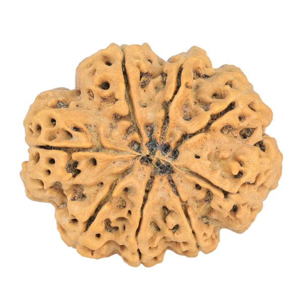 8 Mukhi Rudraksha 32.3mm 7.5gm - Rudraksha back