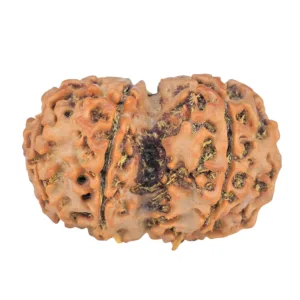 7 MK Gaurishankar 30.3mm 5.11gm - Rudraksha back