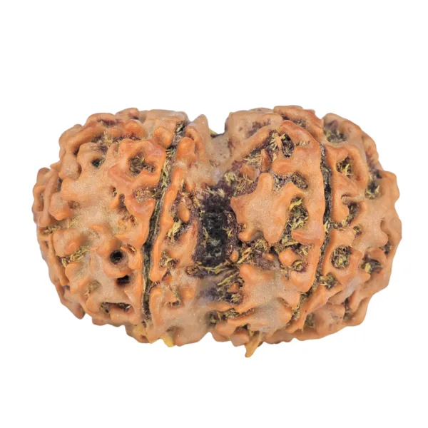 7 MK Gaurishankar 30.3mm 5.11gm - Rudraksha back