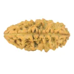 1 Mukhi Rudraksha 35.8mm 5.75gm - Rudraksha back