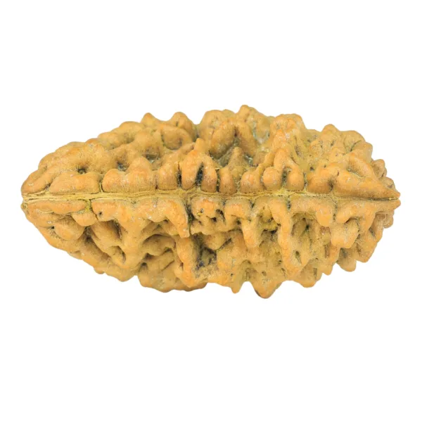 1 Mukhi Rudraksha 35.8mm 5.75gm - Rudraksha back