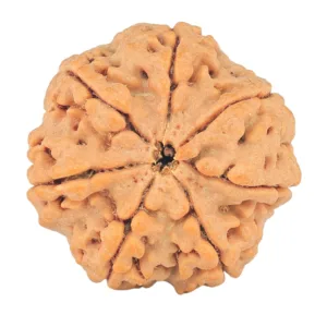 7 Mukhi Rudraksha 25.9mm 5.44gm - Rudraksha back