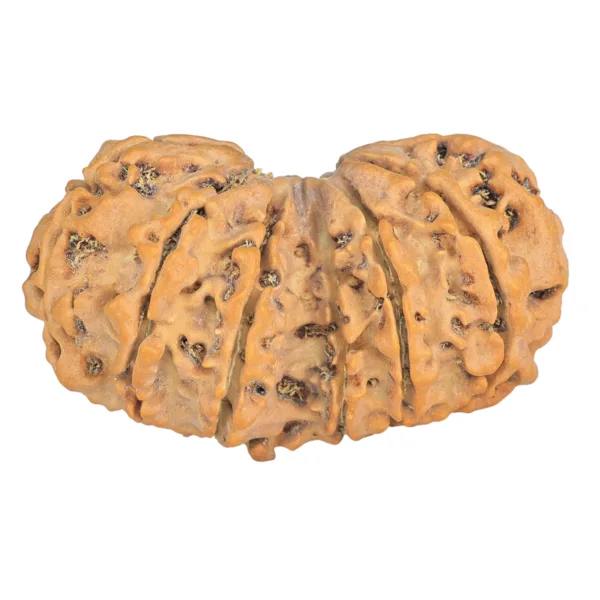 12 MK Gaurishankar 39.6mm 7.17gm - Rudraksha back