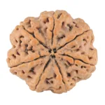 7 Mukhi Rudraksha 29.6mm 8.16gm - Rudraksha back