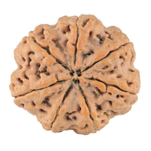 7 Mukhi Rudraksha 29.6mm 8.16gm - Rudraksha back