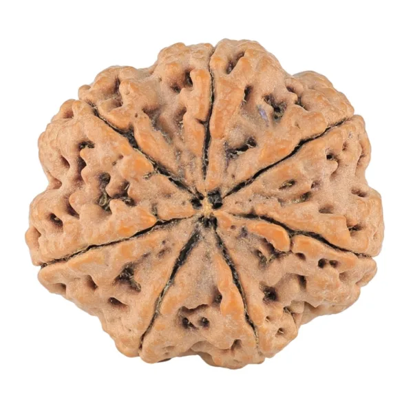 7 Mukhi Rudraksha 29.6mm 8.16gm - Rudraksha back