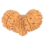 14 Mukhi Mini Trijuti 34.3mm 4.29gm - Rudraksha back